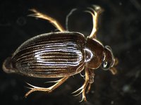 藏品(蚜蟲)的圖片